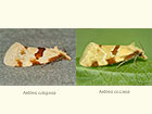  49.128 Aethes rubigana and Aethes rubigana Copyright Martin Evans 