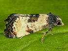  49.137 Neocochylis dubitana Copyright Martin Evans 