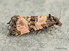  49.139 Cochylichroa atricapitana Copyright Martin Evans  