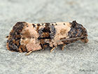  49.139 Cochylichroa atricapitana Copyright Martin Evans 