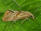  49.142 Falseuncaria ruficiliana Copyright Martin Evans 