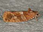  49.144 Eudemis profundana Copyright Martin Evans 