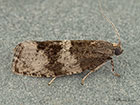  49.145 Pseudosciaphila branderiana Copyright Martin Evans 