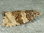  49.154 Orthotaenia undulana Copyright Martin Evans 