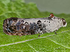  49.155 Hedya salicella Copyright Martin Evans 