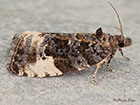  49.157 Hedya pruniana Copyright Martin Evans 