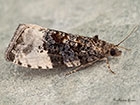  49.157 Hedya pruniana Copyright Martin Evans 