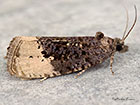  49.158 Hedya ochroleucana Copyright Martin Evans 