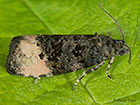  49.159 Hedya atropunctana Copyright Martin Evans 