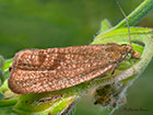  49.160 Celypha rufana Copyright Martin Evans 