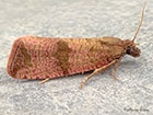  49.161 Celypha striana Copyright Martin Evans 