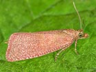  49.162 Celypha rosaceana Copyright Martin Evans 