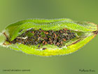  49.166 Celypha lacunana larval habitation opened Copyright Martin Evans 