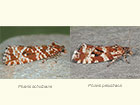  49.172 Phiaris schulziana and Phiaris palustrana Copyright Martin Evans 