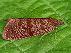  49.178 Stictea mygindiana Copyright Martin Evans 