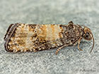  49.180 Piniphila bifasciana Copyright Martin Evans 