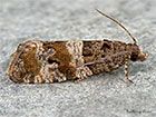  49.183 Lobesia abscisana Copyright Martin Evans 