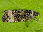  49.186 Endothenia gentianaeana Copyright Martin Evans 