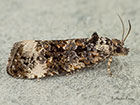  49.188 Endothenia marginana Copyright Martin Evans 