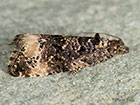  49.188 Endothenia marginana Copyright Martin Evans 
