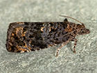  49.190 Endothenia ustulana Copyright Martin Evans 