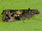  49.191 Endothenia nigricostana Copyright Martin Evans 
