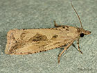  49.193 Endothenia quadrimaculana Copyright Martin Evans 