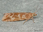  49.195 Bactra furfurana Copyright Martin Evans 