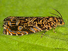  49.200 Enarmonia formosana Copyright Martin Evans 