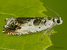  49.203 Ancylis laetana Copyright Martin Evans 