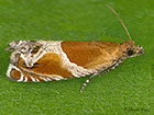  49.204 Ancylis obtusana Copyright Martin Evans 