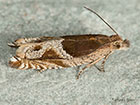  49.205 Ancylis comptana Copyright Martin Evans 