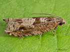  49.223 Rhopobota naevana Copyright Martin Evans 