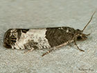  49.224 Spilonota ocellana Copyright Martin Evans 