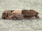 49.224 Spilonota ocellana Copyright Martin Evans 