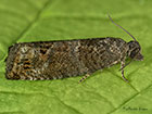  49.224 Spilonota ocellana Copyright Martin Evans 