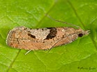  49.231 Epinotia brunnichana Copyright Martin Evans  