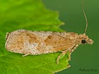  49.233 Epinotia solandriana Copyright Martin Evans 