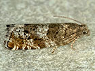  49.235 Epinotia nemorivaga Copyright Martin Evans 