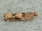  49.237 Epinotia signatana Copyright Martin Evans 