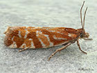  49.239 Epinotia mercuriana Copyright Martin Evans 