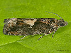  49.240 Epinotia immundana Copyright Martin Evans  