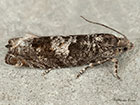  49.240 Epinotia immundana Copyright Martin Evans 