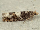  49.243 Epinotia demarniana Copyright Martin Evans 