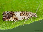  49.244 Epinotia subocellana Copyright Martin Evans  