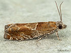  49.248 Epinotia tenerana Copyright Martin Evans 