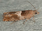  49.248 Epinotia tenerana Copyright Martin Evans 