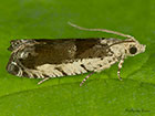  49.249 Epinotia ramella Copyright Martin Evans 