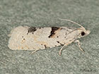  49.254 Epinotia bilunana Copyright Martin Evans 