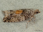  49.255 Epinotia nisella Copyright Martin Evans 